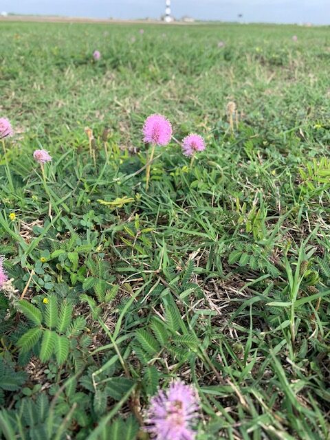 Purple flower in the grass