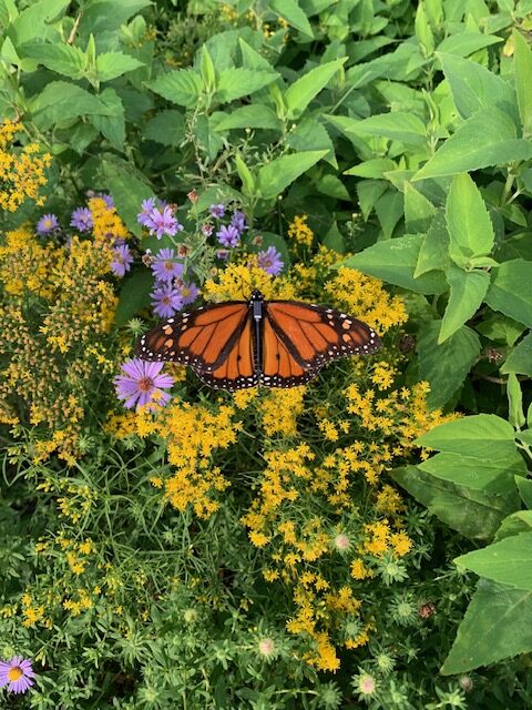 Monarch butterfly