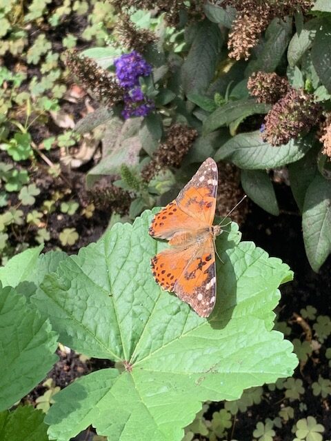 Painted lady butterfly