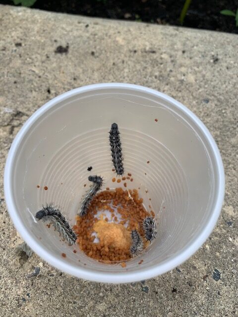 Painted lady caterpillars